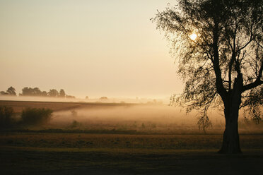 Mist over pastures at sunrise - ISF18421