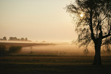 Nebel über Weiden bei Sonnenaufgang - ISF18421