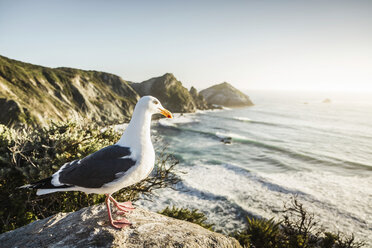 Möwe auf Felsen stehend, Big Sur National Park, Kalifornien, USA - ISF18432