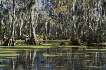 Sumpf in der Nähe von New Orleans, Louisiana, USA - ISF18469