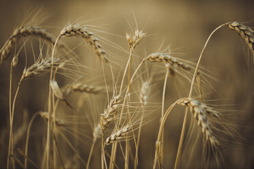 Close-up of wheat growing on field during sunset - ACPF00148