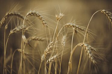 Nahaufnahme von Weizen, der bei Sonnenuntergang auf einem Feld wächst - ACPF00148