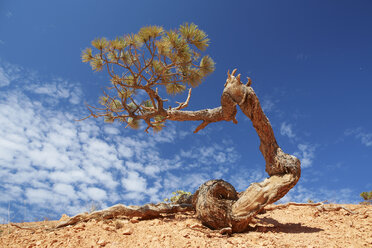 Twisted pine tree, Bryce Canyon National Park, Utah, USA - ISF18621