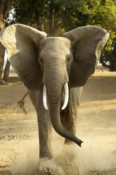 Afrikanischer Elefant, Loxodonta Africana, staubtreibend, Vorderansicht - ISF18665