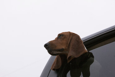 Dog poking head out car window - ISF18678