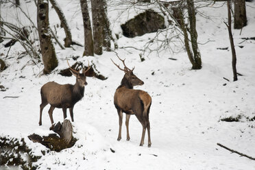 Deutschland, Berchtesgaden, zwei Rothirsche im Winter - ZCF00638