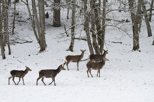 Deutschland, Barvaria, Berchtesgaden, Hirschkühe im Winter - ZCF00640