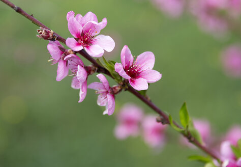 Pfirsichblüten, Prunus persica, Nahaufnahme - MABF00481
