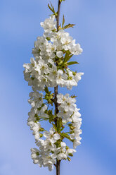 Kirschblüten, Cerasus, Nahaufnahme - MABF00482
