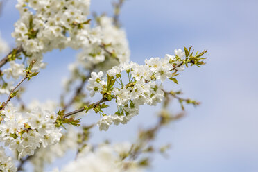 Cherry blossoms, Cerasus, close-up - MABF00483