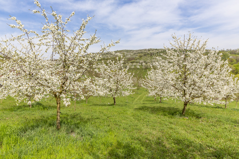 Rumänien, Transsylvanien, blühende Kirschbäume, lizenzfreies Stockfoto