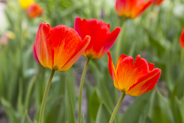 Rote Tulpen, Tulipa - MABF00485