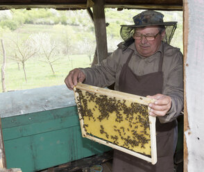 Rumänien, Ciresoaia, Imker kontrolliert Rahmen mit Honigbienen - MABF00490