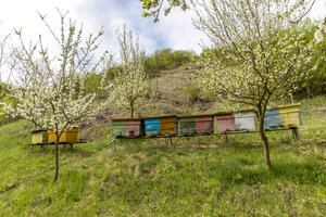 Rumänien, Ciresoaia, Bienenstöcke an blühenden Kirschbäumen - MABF00493