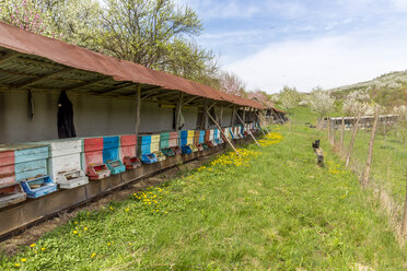 Rumänien, Ciresoaia, Bienenstöcke an blühenden Kirschbäumen - MABF00494