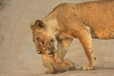 Löwin (Panthera leo) mit Jungtier, Mana Pools National Park, Simbabwe, Afrika - ISF18774