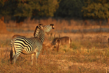 Burchell's Zebra (Equus burchelli) lachend, Mana Pools National Park, Simbabwe, Afrika - ISF18775