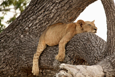 Löwenjunges (Panthera leo) schlafend im Baum, Selous-Nationalpark, Tansania, Afrika - ISF18776