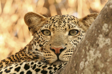 Nahaufnahme eines Leoparden (Panthera pardus) in einem Baum, Selous National Park, Tansania, Afrika - ISF18777