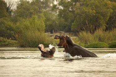 Flusspferde (Hippopotamus amphibius) kämpfen im Sambesi-Fluss - ISF18779