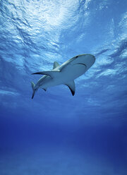 Reef sharks swimming underwater - ISF18818
