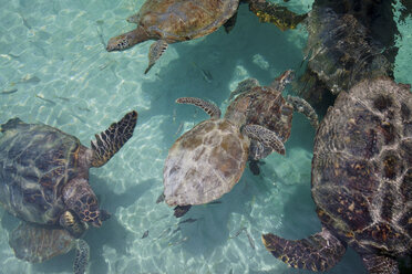 Schildkröten schwimmen in tropischem Wasser - ISF18821