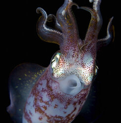 Close up of squid underwater at night - ISF18828