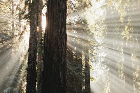 Sonne, die durch Bäume im Wald scheint, lizenzfreies Stockfoto