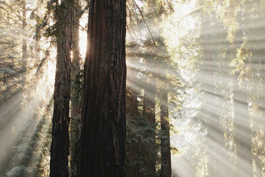 Sun streaming through trees in forest - ISF18855