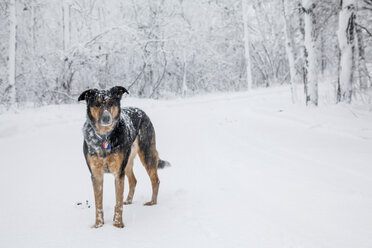 Dog standing in snow covered forest - ISF18895