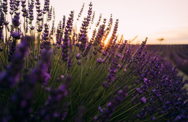Frankreich, Alpes-de-Haute-Provence, Valensole, Lavendelblüten auf einem Feld bei Sonnenuntergang - GEMF02214
