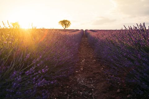 Frankreich, Alpes-de-Haute-Provence, Valensole, Lavendelfeld bei Sonnenuntergang, lizenzfreies Stockfoto