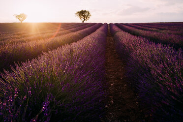 Frankreich, Alpes-de-Haute-Provence, Valensole, Lavendelfeld bei Sonnenuntergang - GEMF02216