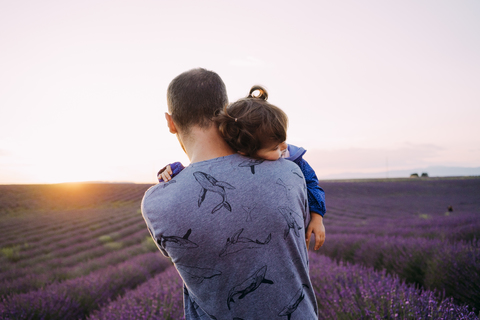 Frankreich, Valensole, Rückenansicht eines Vaters, der seine kleine Tochter vor einem Lavendelfeld bei Sonnenuntergang hält, lizenzfreies Stockfoto