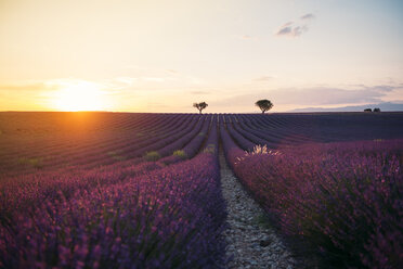 Frankreich, Alpes-de-Haute-Provence, Valensole, Lavendelfeld bei Sonnenuntergang - GEMF02236