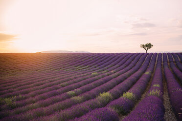 Frankreich, Alpes-de-Haute-Provence, Valensole, Lavendelfeld bei Sonnenuntergang - GEMF02237