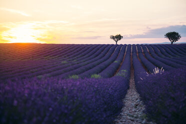 Frankreich, Alpes-de-Haute-Provence, Valensole, Lavendelfeld bei Sonnenuntergang - GEMF02238