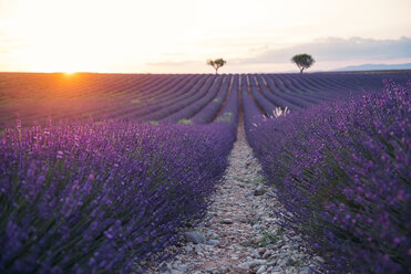 Frankreich, Alpes-de-Haute-Provence, Valensole, Lavendelfeld bei Sonnenuntergang - GEMF02239