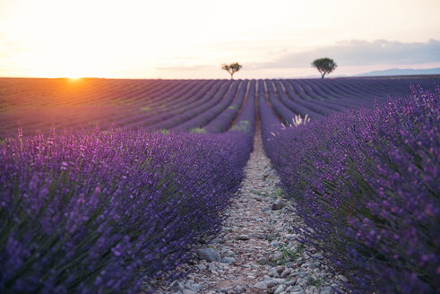 Frankreich, Alpes-de-Haute-Provence, Valensole, Lavendelfeld bei Sonnenuntergang - GEMF02239