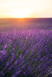 Frankreich, Alpes-de-Haute-Provence, Valensole, Lavendelblüte auf Feld bei Sonnenuntergang - GEMF02241