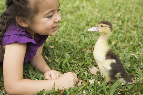 Ein junges Mädchen im Gras, das ein junges Entenküken genau betrachtet. - MINF03016