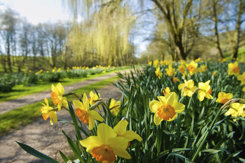 Daffodils flowering in spring sunshine, by a garden path. - MINF03025