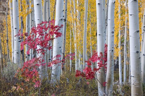 Herbstfarben in den Wäldern der Wasatch Mountains: Espenbäume mit schlanken Stämmen und weißer Rinde., lizenzfreies Stockfoto