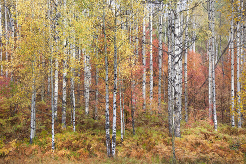 Herbstfarben in den Wasatch Mountains, Espen- und Ahornwälder. - MINF03032
