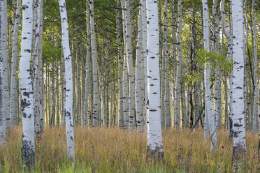 The tall straight trunks of trees in the forests with pale grey