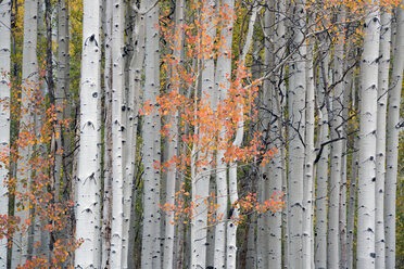 Ein Weg durch den Wald: Die Blätter der Ahorn- und Espenbäume sind im Herbst bunt gefärbt. - MINF03035