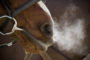 A horse with bridle and bit, breathing heavily after exercise, steam rising in cold air. - MINF03039