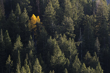 Blick von oben auf einen Espenbaum mit leuchtendem Herbstlaub inmitten dunkler Kiefern. - MINF03040