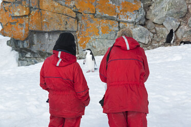 Zwei Menschen betrachten einen Zügelpinguin auf Halfmoon Island. - MINF03066