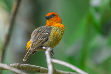 Mauritius, Rotfüßler, Foudia madagascariensis, auf einem Zweig sitzend - MMAF00469